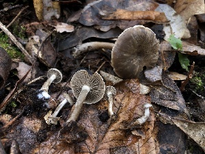  ( - FDS-CA-00043)  @11 [ ] by-nc (2023) Dean Lyons Fungal Diversity Survey