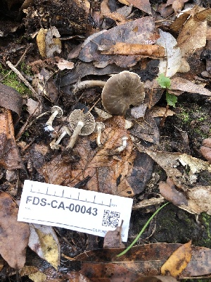  ( - FDS-CA-00043)  @11 [ ] by-nc (2023) Dean Lyons Fungal Diversity Survey