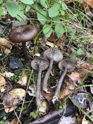  (Pseudoclitocybe sp. CA01 - FDS-CA-00048)  @11 [ ] by-nc (2023) Dean Lyons Fungal Diversity Survey