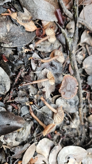  (Gymnopus sp. CA06 - FDS-CA-00405)  @11 [ ] by-nc (2023) Thea Chesney Fungal Diversity Survey