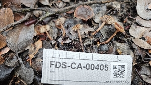  ( - FDS-CA-00405)  @11 [ ] by-nc (2023) Thea Chesney Fungal Diversity Survey