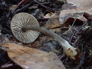  (Entoloma - FDS-CA-00045)  @11 [ ] by-nc (2023) Dean Lyons Fungal Diversity Survey