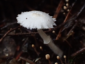  (Leucocoprinus sp. CA03 - FDS-CA-00041)  @11 [ ] by-nc (2023) Dean Lyons Fungal Diversity Survey
