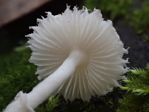  ( - FDS-CA-00041)  @11 [ ] by-nc (2023) Dean Lyons Fungal Diversity Survey