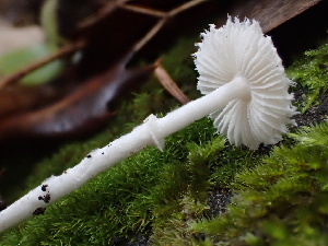  ( - FDS-CA-00041)  @11 [ ] by-nc (2023) Dean Lyons Fungal Diversity Survey