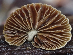  ( - FDS-CA-00039)  @11 [ ] by-nc (2023) Dean Lyons Fungal Diversity Survey