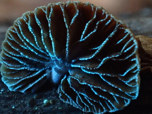  ( - FDS-CA-00039)  @11 [ ] by-nc (2023) Dean Lyons Fungal Diversity Survey
