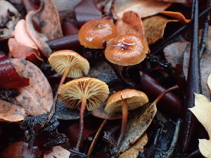  ( - FDS-CA-00034)  @11 [ ] by-nc (2023) Dean Lyons Fungal Diversity Survey