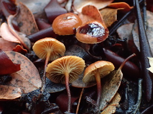  ( - FDS-CA-00034)  @11 [ ] by-nc (2023) Dean Lyons Fungal Diversity Survey