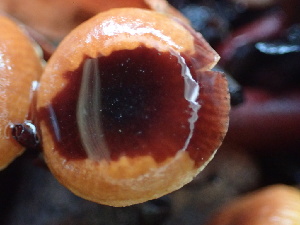  ( - FDS-CA-00034)  @11 [ ] by-nc (2023) Dean Lyons Fungal Diversity Survey