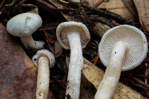  ( - FDS-CA-00002)  @11 [ ] by-nc (2023) Dean Lyons Fungal Diversity Survey