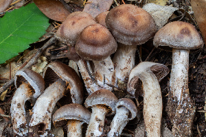  ( - FDS-CA-00003)  @11 [ ] by-nc (2023) Dean Lyons Fungal Diversity Survey