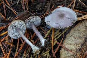  ( - FDS-CA-00004)  @11 [ ] by-nc (2023) Dean Lyons Fungal Diversity Survey