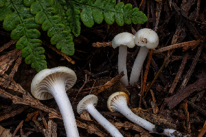  (Cuphophyllus sp. russocoriaceus-CA02 - FDS-CA-00011)  @11 [ ] by-nc (2023) Dean Lyons Fungal Diversity Survey