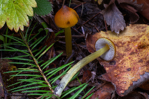  ( - FDS-CA-00006)  @11 [ ] by-nc (2023) Dean Lyons Fungal Diversity Survey
