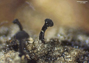  (Chaenothecopsis perforata - FDS-CA-01646)  @11 [ ] c (2023) Rudy Diaz Fungal Diversity Survey