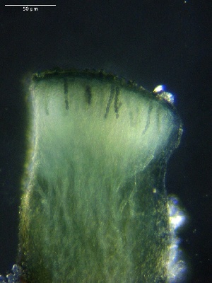  ( - FDS-CA-01646)  @11 [ ] c (2023) Rudy Diaz Fungal Diversity Survey
