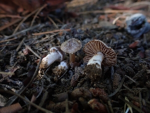  (Cortinarius leucopus - HAY-F-007981)  @11 [ ] by-nc (2023) Sadie Hickey Fungal Diversity Survey