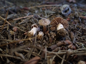  ( - HAY-F-007981)  @11 [ ] by-nc (2023) Sadie Hickey Fungal Diversity Survey
