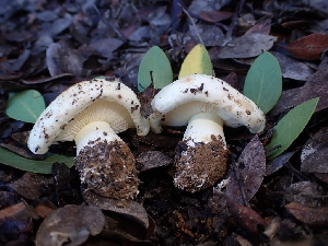  (Tricholoma manzanitae - HAY-F-008312)  @11 [ ] by-nc (2023) Sadie Hickey Fungal Diversity Survey