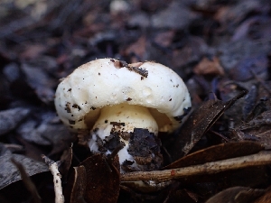  ( - HAY-F-008312)  @11 [ ] by-nc (2023) Sadie Hickey Fungal Diversity Survey