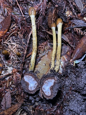  ( - FDS-CA-07831)  @11 [ ] by-nc (2023) Damon Tighe Fungal Diversity Survey