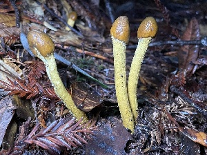  ( - FDS-CA-07831)  @11 [ ] by-nc (2023) Damon Tighe Fungal Diversity Survey