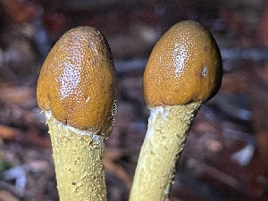  ( - FDS-CA-07831)  @11 [ ] by-nc (2023) Damon Tighe Fungal Diversity Survey