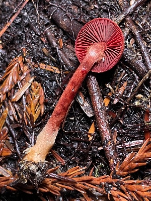  (Cortinarius neosanguineus - FDS-CA-00513)  @11 [ ] by-nc (2023) Damon Tighe Fungal Diversity Survey