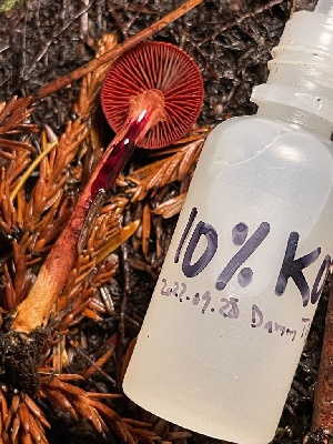  ( - FDS-CA-00513)  @11 [ ] by-nc (2023) Damon Tighe Fungal Diversity Survey