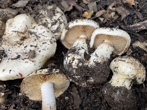  (Cortinarius albofragrans - FDS-CA-00348)  @11 [ ] by-nc (2023) Christian Schwarz Fungal Diversity Survey