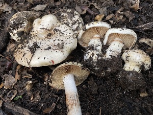  ( - FDS-CA-00348)  @11 [ ] by-nc (2023) Christian Schwarz Fungal Diversity Survey