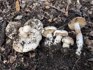  ( - FDS-CA-00348)  @11 [ ] by-nc (2023) Christian Schwarz Fungal Diversity Survey