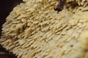  ( - FDS-CA-00504)  @11 [ ] by-nc (2023) Damon Tighe Fungal Diversity Survey