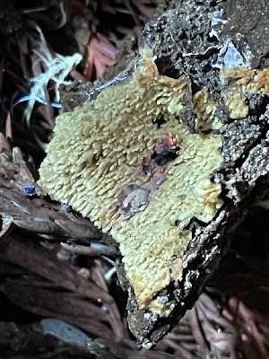  ( - FDS-CA-00504)  @11 [ ] by-nc (2023) Damon Tighe Fungal Diversity Survey