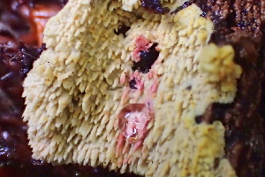  (Lindtneria sp. CA01 - FDS-CA-00504)  @11 [ ] by-nc (2023) Damon Tighe Fungal Diversity Survey
