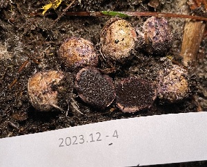  (Destuntzia - FDS-CA-00509)  @11 [ ] by-nc (2023) Damon Tighe Fungal Diversity Survey