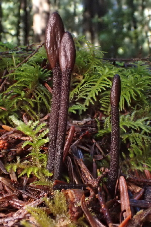  (Geoglossum sp. CA01 - FDS-CA-00510)  @11 [ ] by-nc (2023) Damon Tighe Fungal Diversity Survey