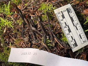 ( - FDS-CA-00510)  @11 [ ] by-nc (2023) Damon Tighe Fungal Diversity Survey