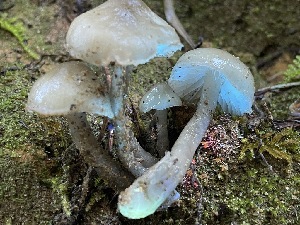  ( - FDS-CA-00512)  @11 [ ] by-nc (2023) Damon Tighe Fungal Diversity Survey