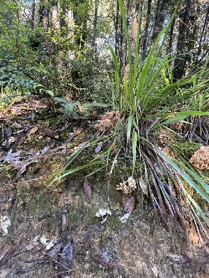  ( - FDS-CA-00512)  @11 [ ] by-nc (2023) Damon Tighe Fungal Diversity Survey