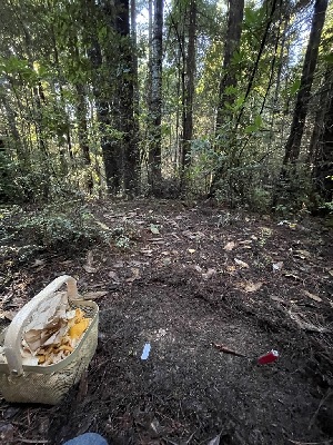  ( - FDS-CA-00501)  @11 [ ] by-nc (2023) Damon Tighe Fungal Diversity Survey