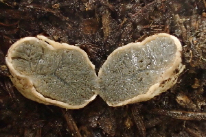  (Hysterangium sp. CA04 - FDS-CA-00503)  @11 [ ] by-nc (2023) Damon Tighe Fungal Diversity Survey