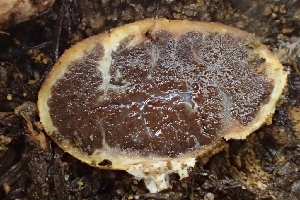  ( - FDS-CA-00501)  @11 [ ] by-nc (2023) Damon Tighe Fungal Diversity Survey