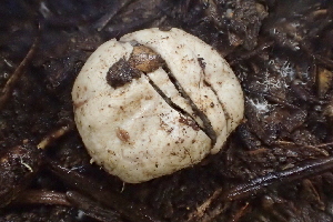  ( - FDS-CA-00503)  @11 [ ] by-nc (2023) Damon Tighe Fungal Diversity Survey
