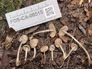  ( - FDS-CA-00515)  @11 [ ] by-nc (2023) Damon Tighe Fungal Diversity Survey