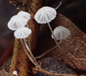  ( - FDS-CA-00514)  @11 [ ] by-nc (2023) Damon Tighe Fungal Diversity Survey