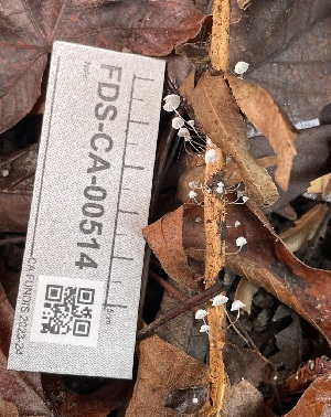  ( - FDS-CA-00514)  @11 [ ] by-nc (2023) Damon Tighe Fungal Diversity Survey