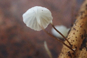  (Mycena sp. CA07 - FDS-CA-00514)  @11 [ ] by-nc (2023) Damon Tighe Fungal Diversity Survey