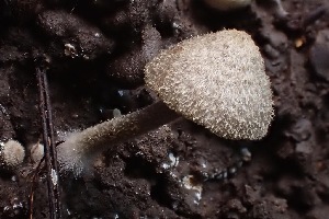  ( - FDS-CA-00515)  @11 [ ] by-nc (2023) Damon Tighe Fungal Diversity Survey